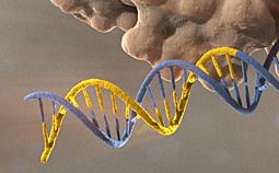 Deoksinukleotidi (dNTP) - mix