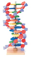 Model - napredna miniDNA