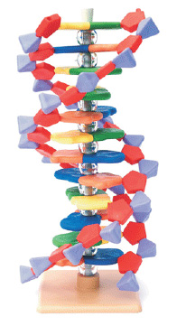 Model - napredna miniDNA